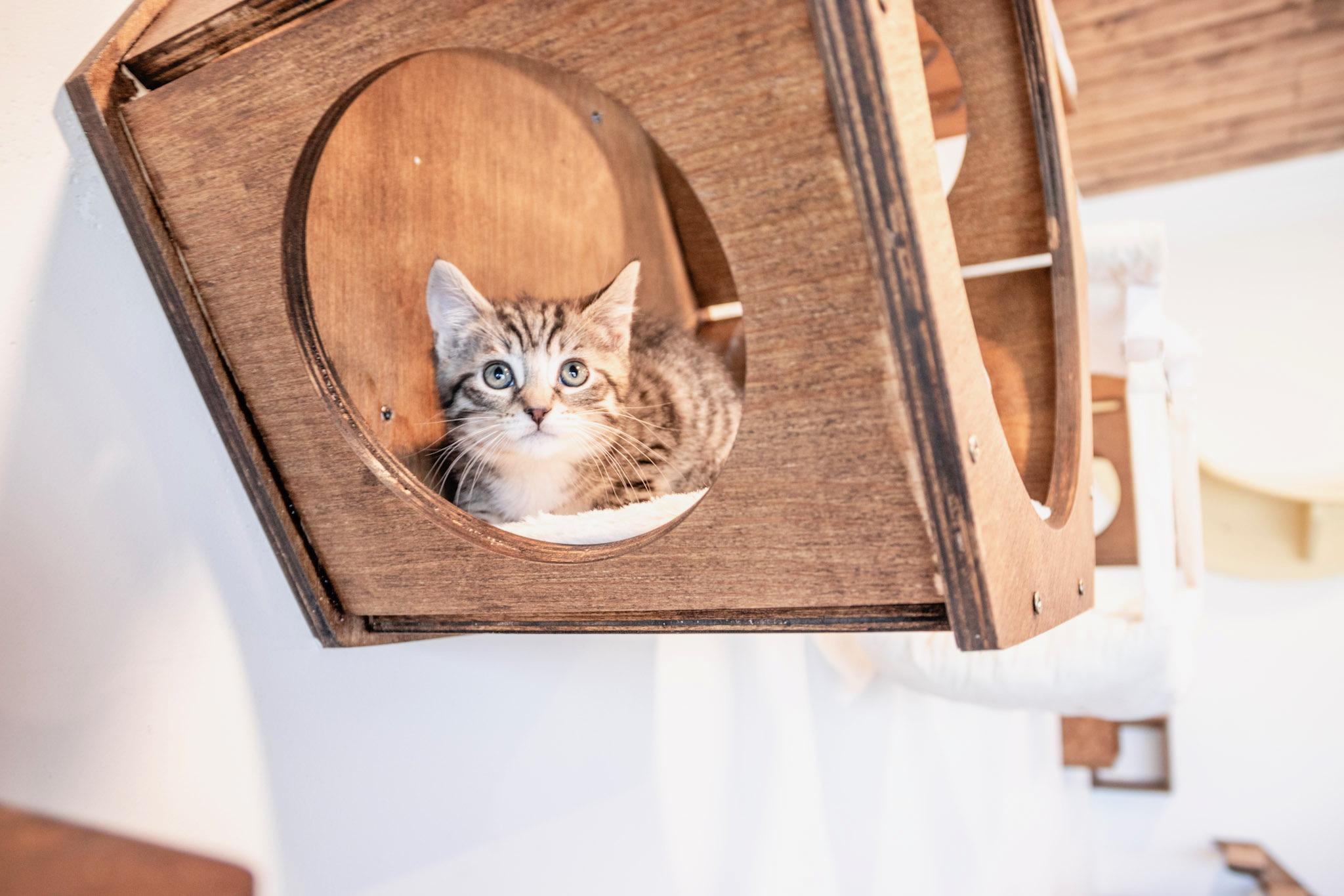 Apple Jack, adopted, Kitten Female Domestic Short Hair.