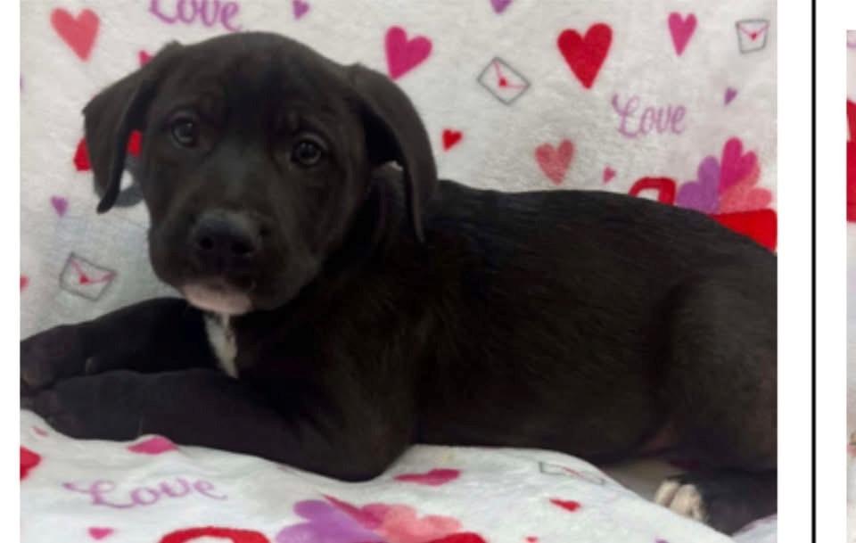 Enlarge Bon Jovi, an adopted Pit Bull Terrier in Edison, NJ image 1/1