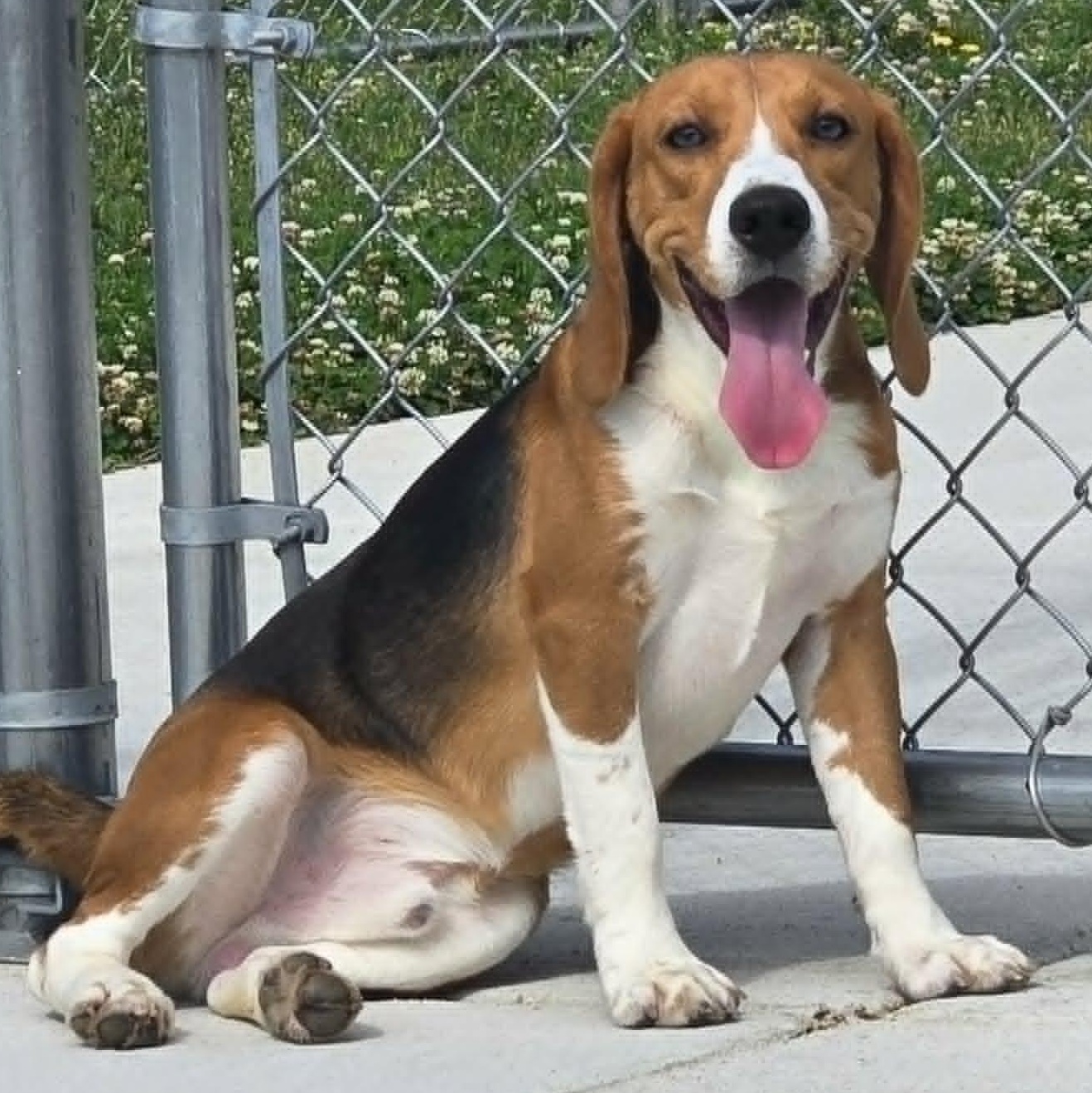 Mr.Peabody, ADOPTABLE, Young Male Beagle.