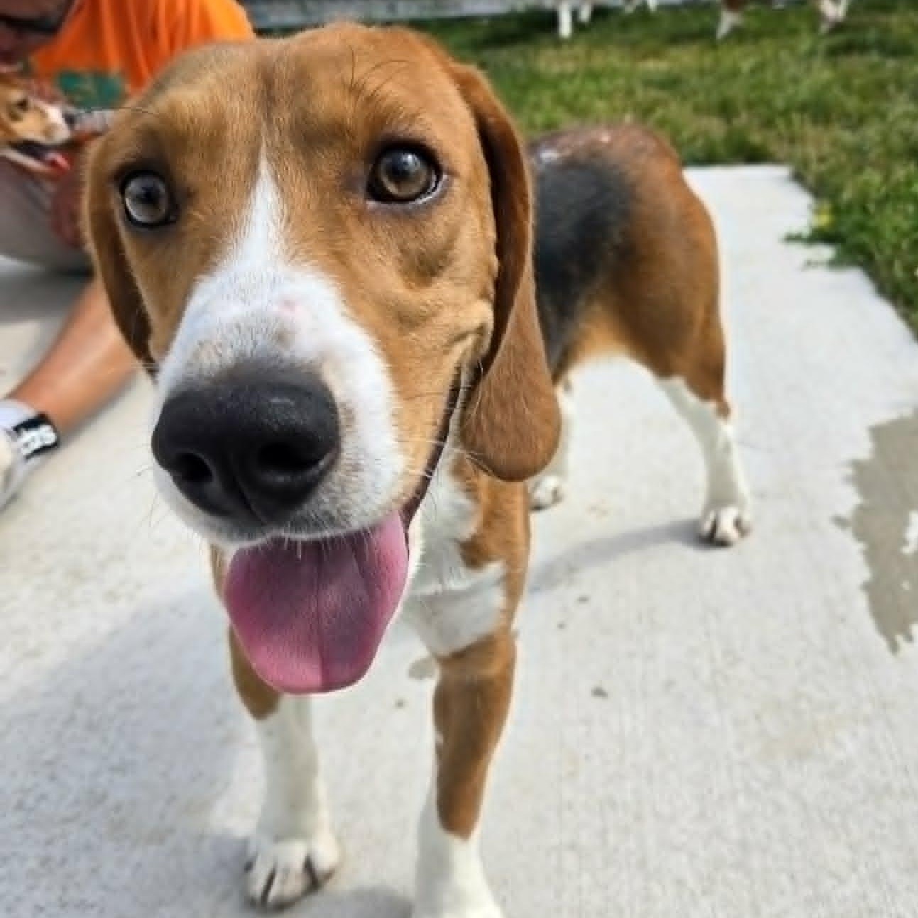 Mr.Peabody, a ADOPTABLE Beagle in Watertown, WI image 2/2