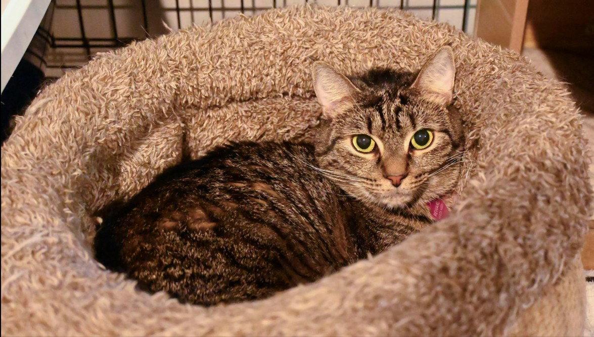 Enlarge Lucy, a Adopted mixed breed in Hampstead, NC image 3/3