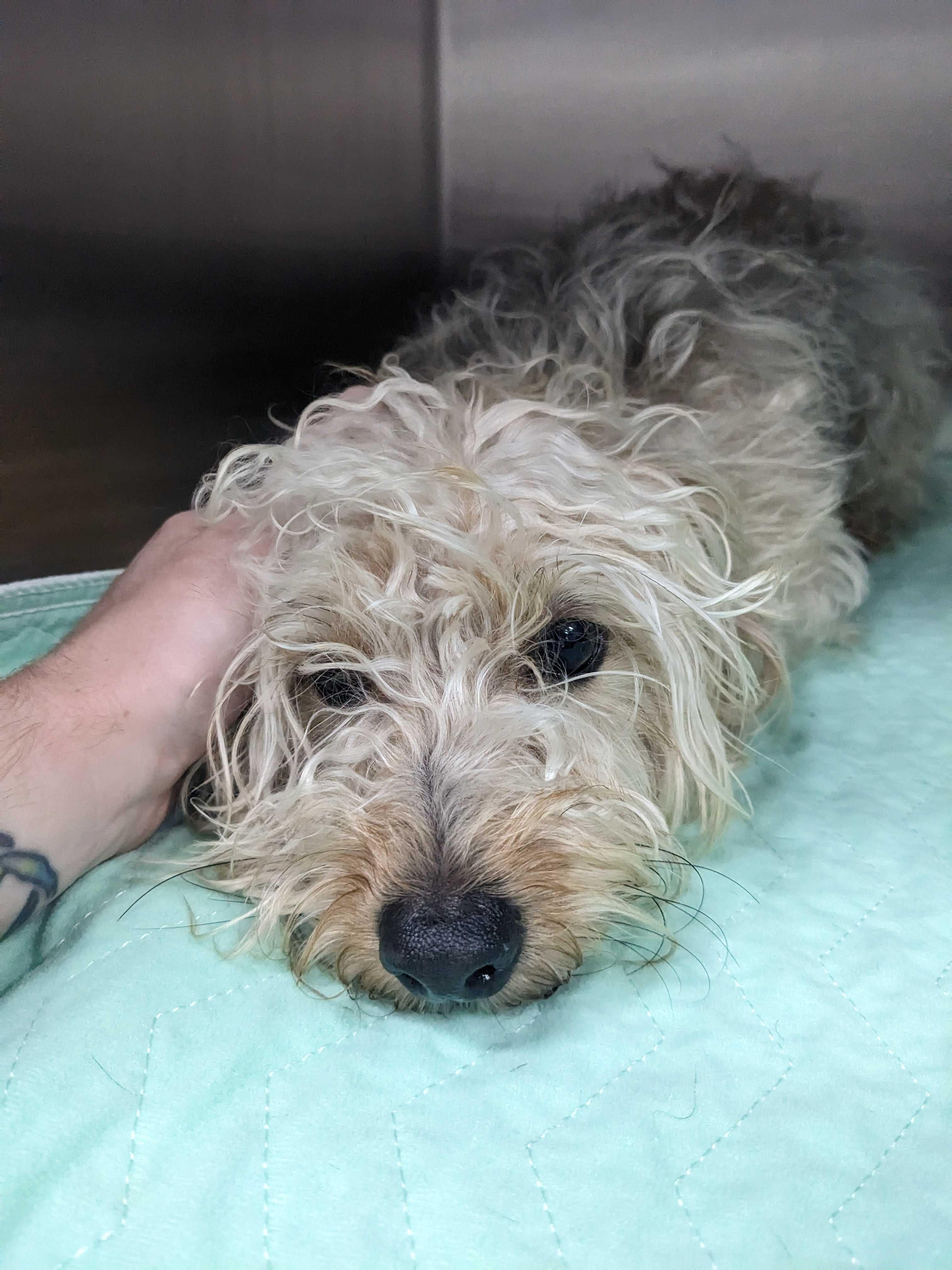 Enlarge Almond, a ADOPTABLE mixed breed in Portland, ME image 2/2