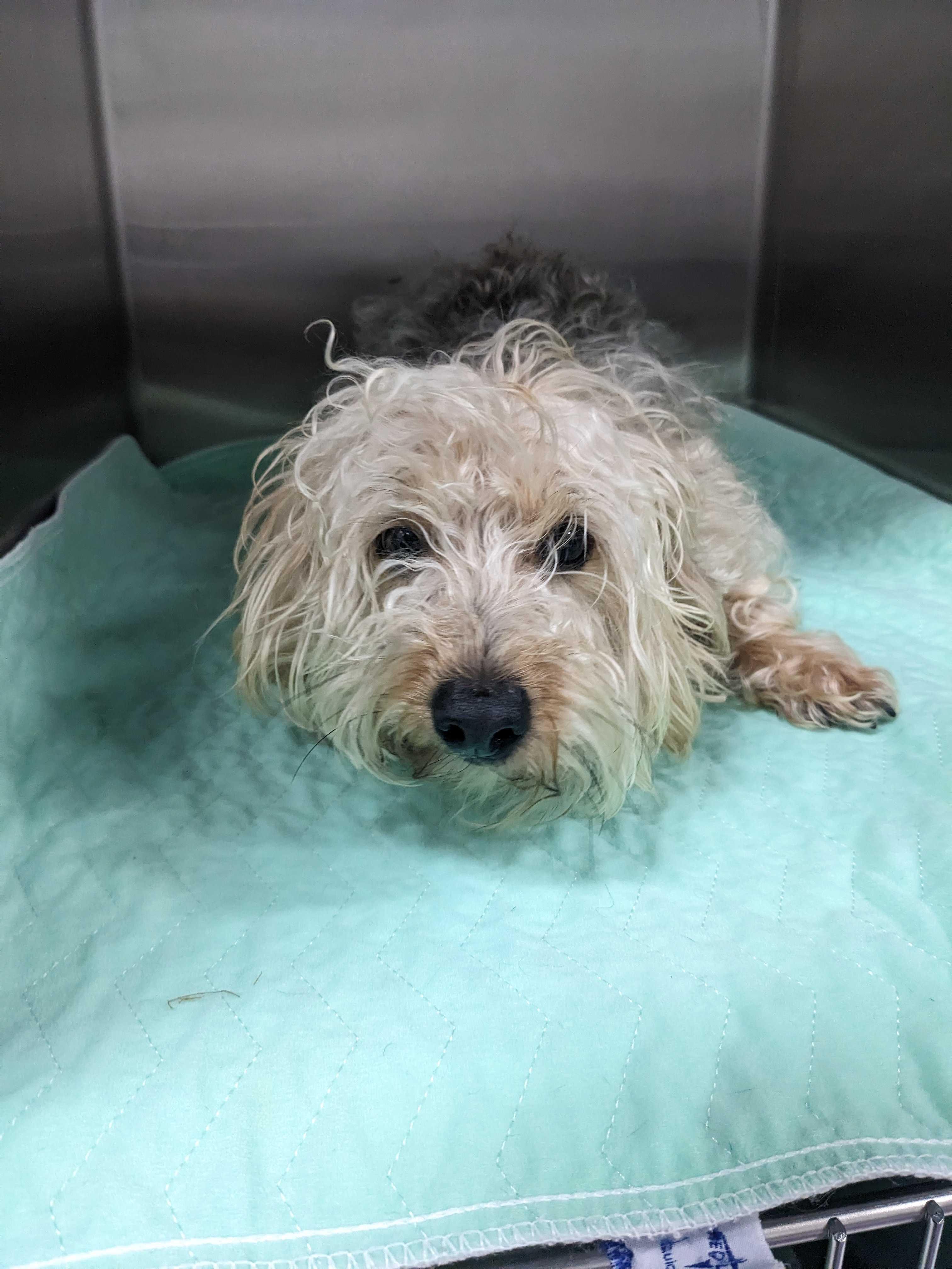 Enlarge Almond, a ADOPTABLE mixed breed in Portland, ME image 1/2