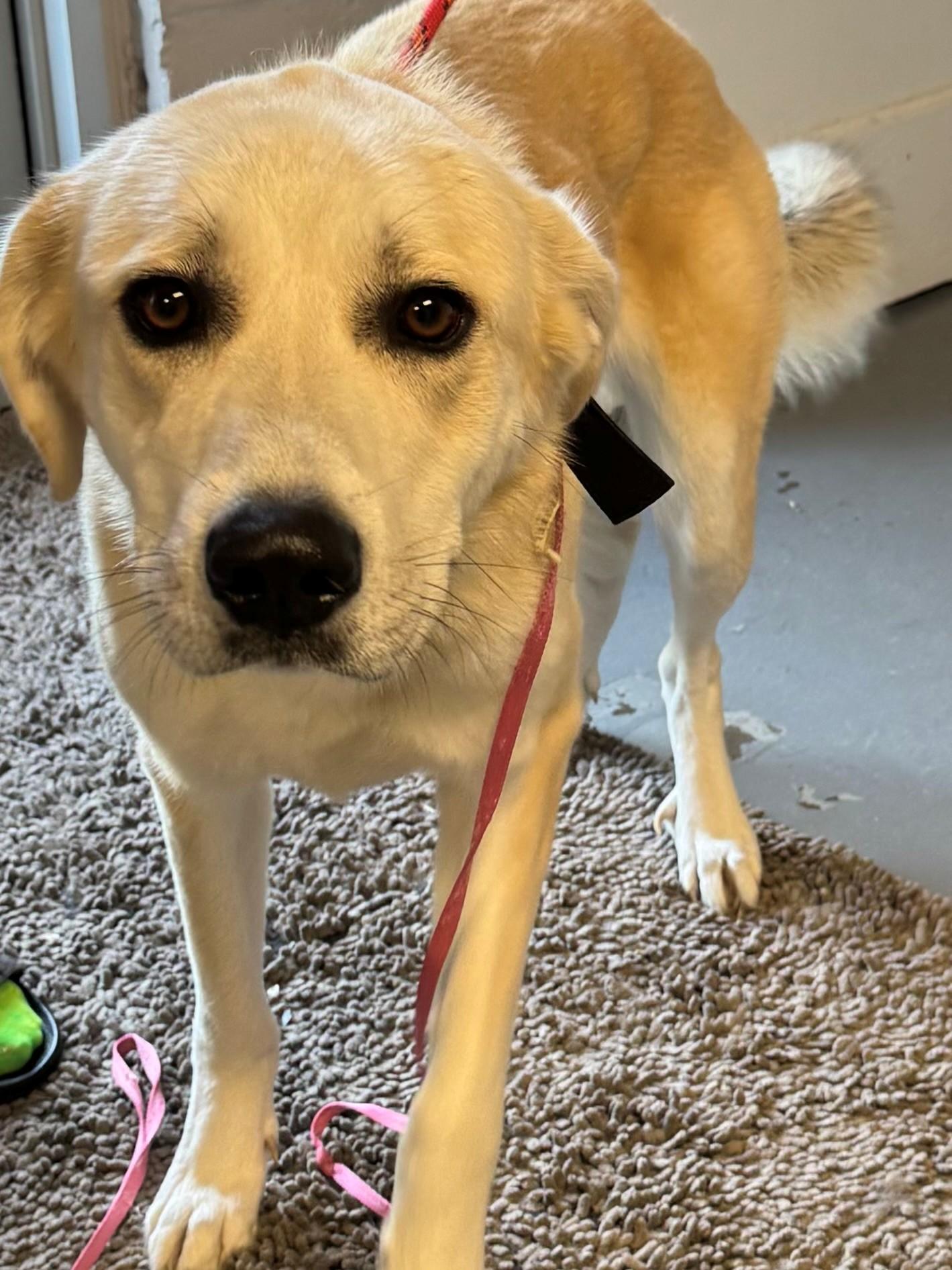 Peach, Adoptable, Adult Female Yellow Labrador Retriever.