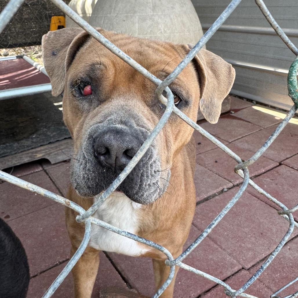 Enlarge CHERRY, a Adoptable mixed breed in QUINCY, FL image 2/2