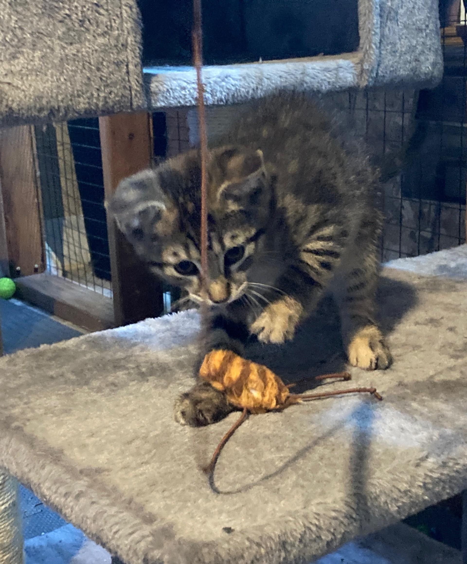Wren, a ADOPTABLE Domestic Short Hair in Euclid, OH image 2/2