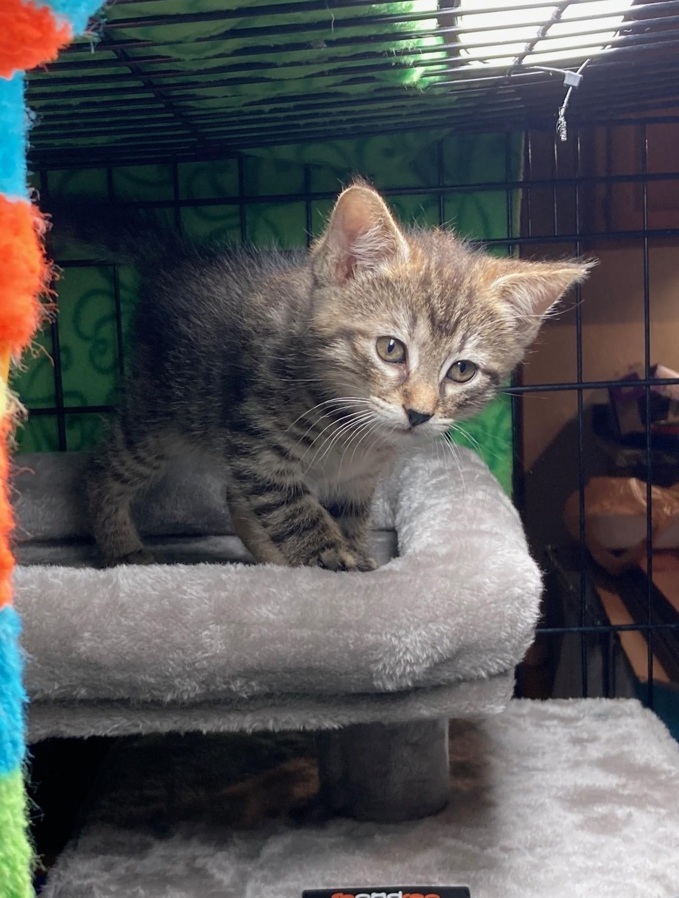 Wren, ADOPTABLE, Young Female Domestic Short Hair.