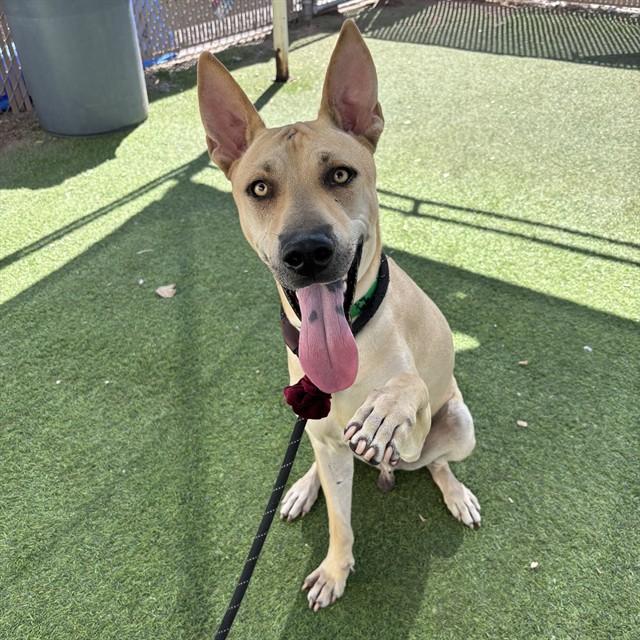 NYLE, Adoptable, Young Male Pharaoh Hound.