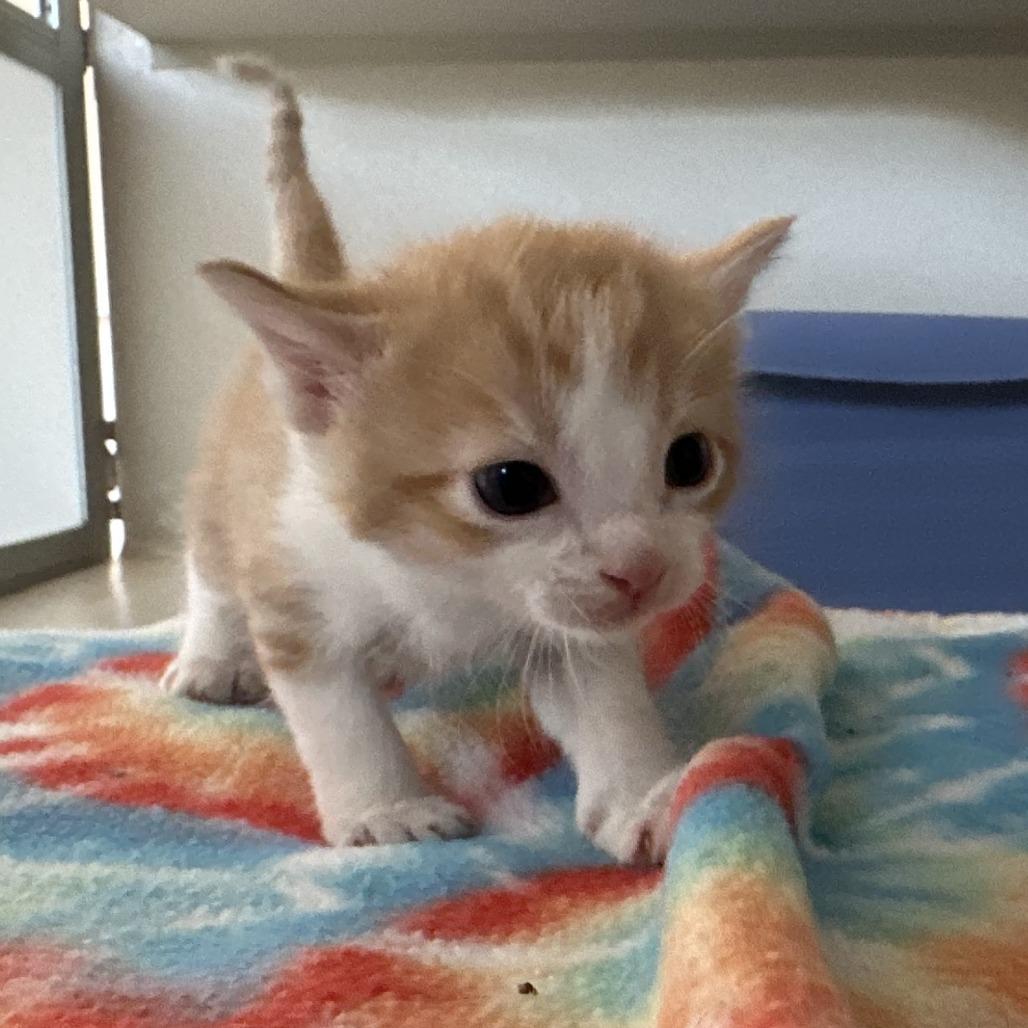 Crush, Adoptable, Kitten Male Domestic Short Hair.