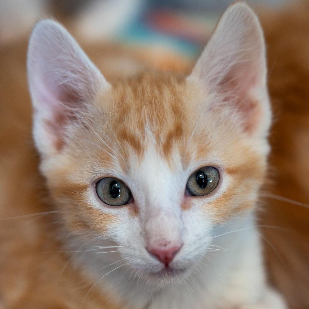 Crush, a Adoptable Domestic Short Hair in Durango, CO image 4/5