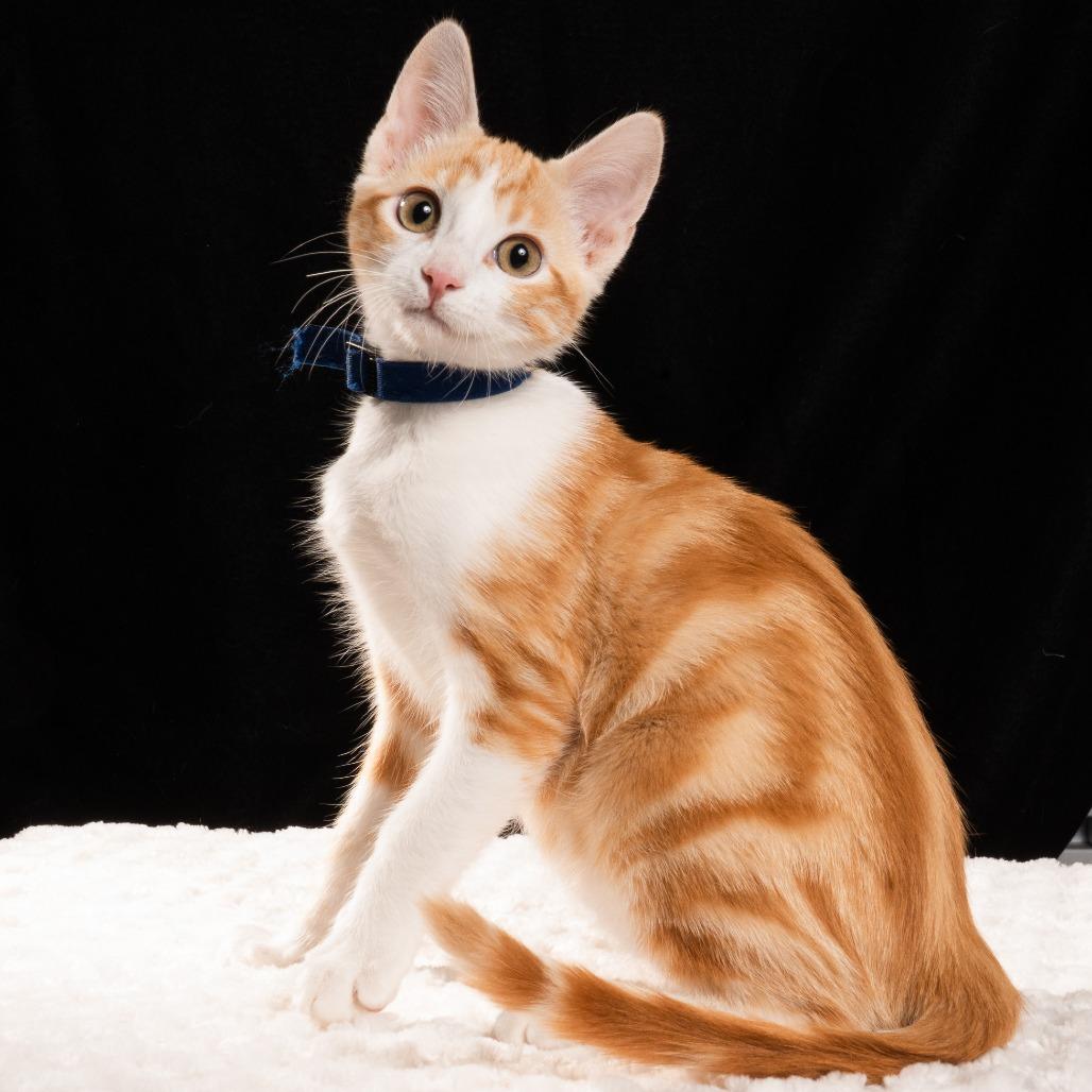 Enlarge Crush, a Adoptable Domestic Short Hair in Durango, CO image 5/6