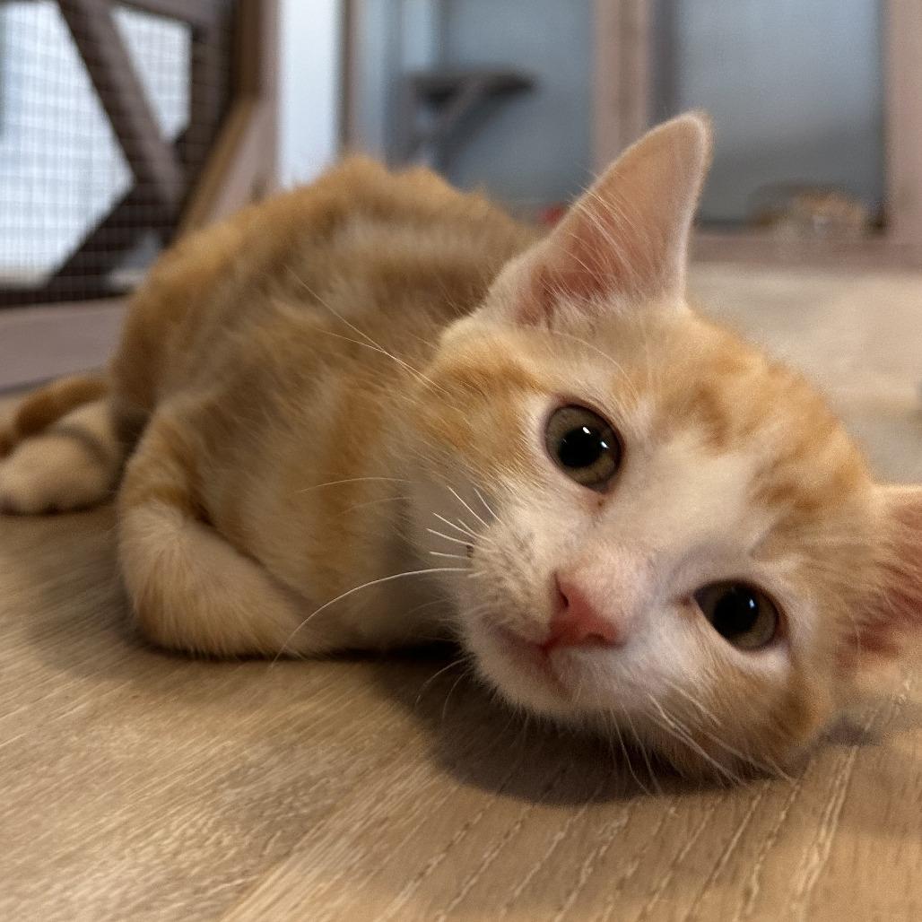 Crush, a Adoptable Domestic Short Hair in Durango, CO image 5/5