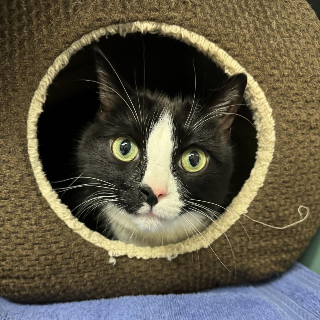 Cat for adoption Oreo, a Domestic Short Hair in Morrisville, VT