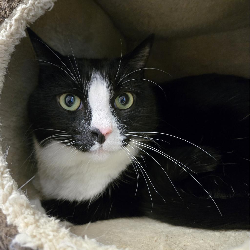 Cat for adoption Oreo, a Domestic Short Hair in Morrisville, VT