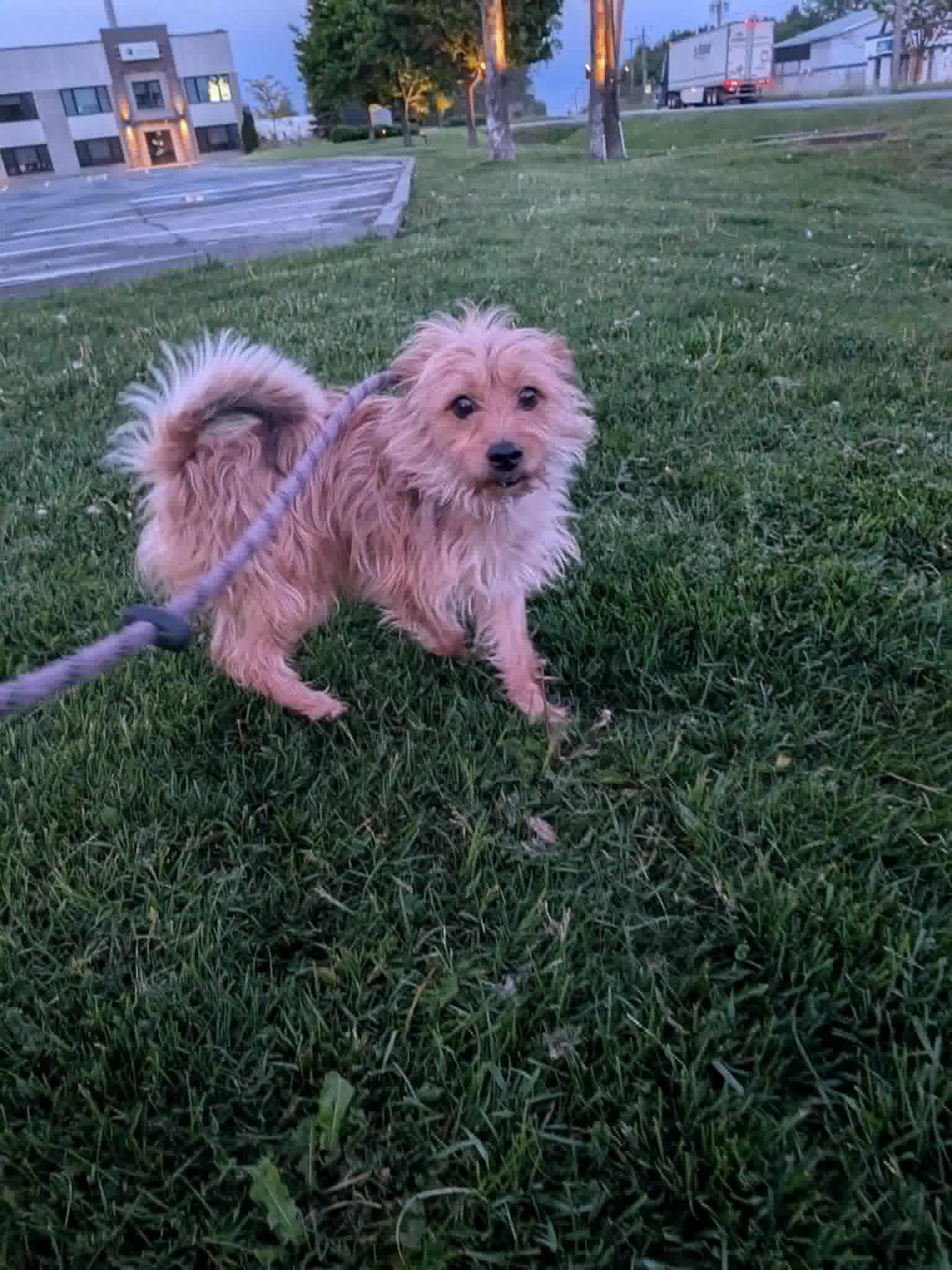 Enlarge Biscuit, a Adoptable Mixed Breed in Vaudreuil-Dorion, QC image 1/1