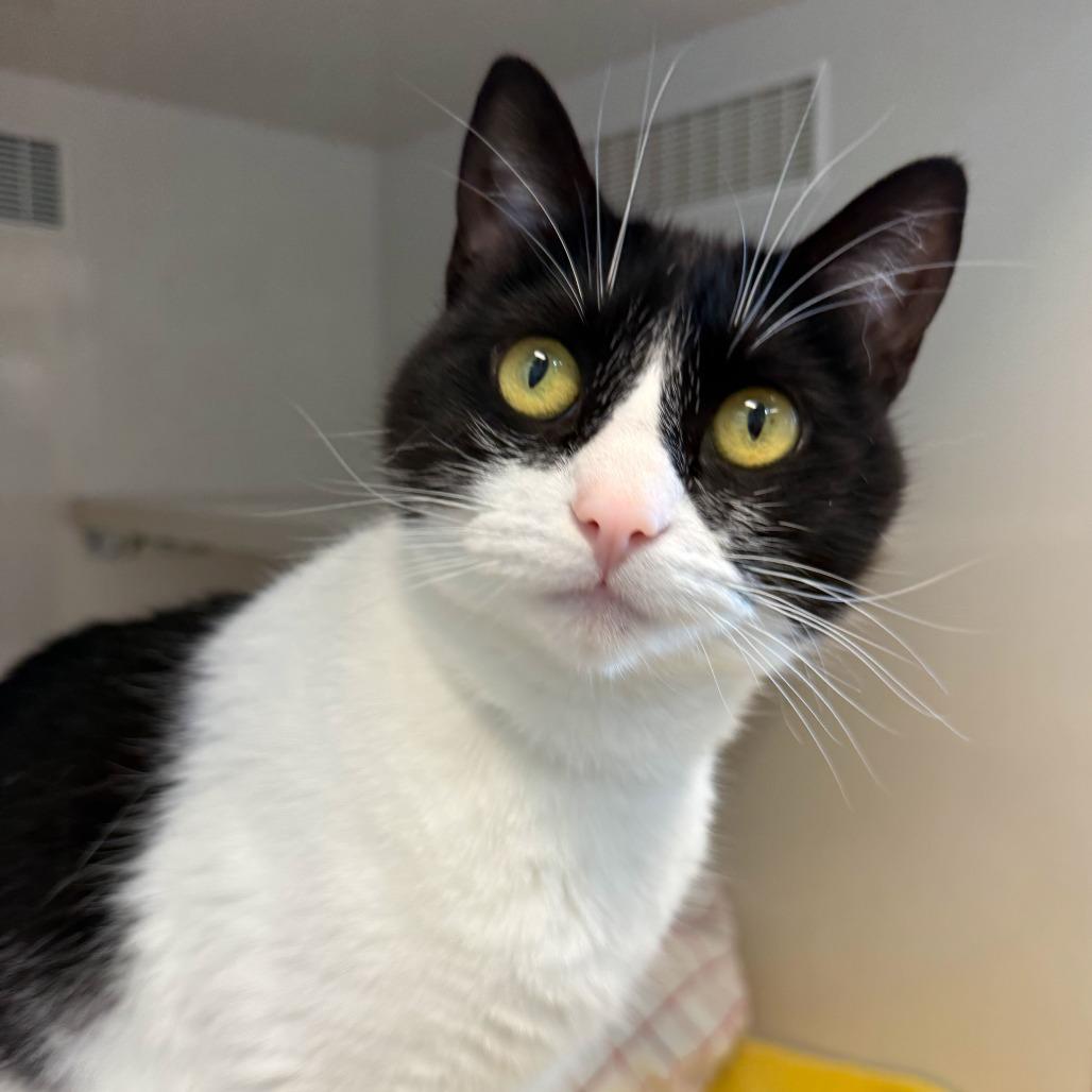 Enlarge Meowth, a Adoptable Domestic Short Hair in Redwood City, CA image 1/5