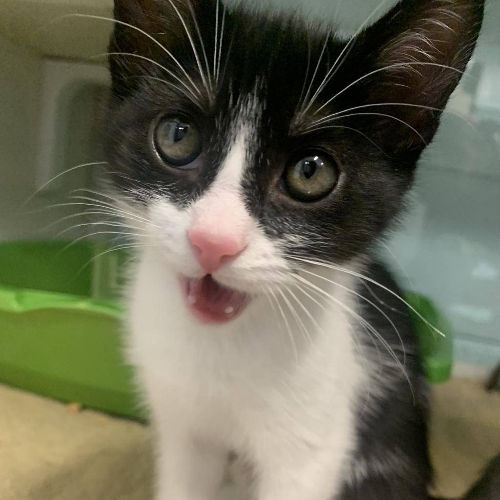 Enlarge Meowth, a Adoptable Domestic Short Hair in Redwood City, CA image 2/5