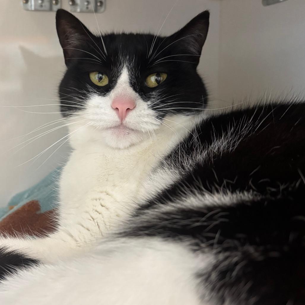 Enlarge Meowth, a Adoptable Domestic Short Hair in Redwood City, CA image 3/5