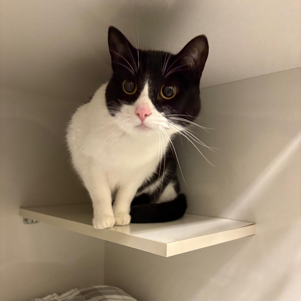 Enlarge Meowth, a Adoptable Domestic Short Hair in Redwood City, CA image 4/5