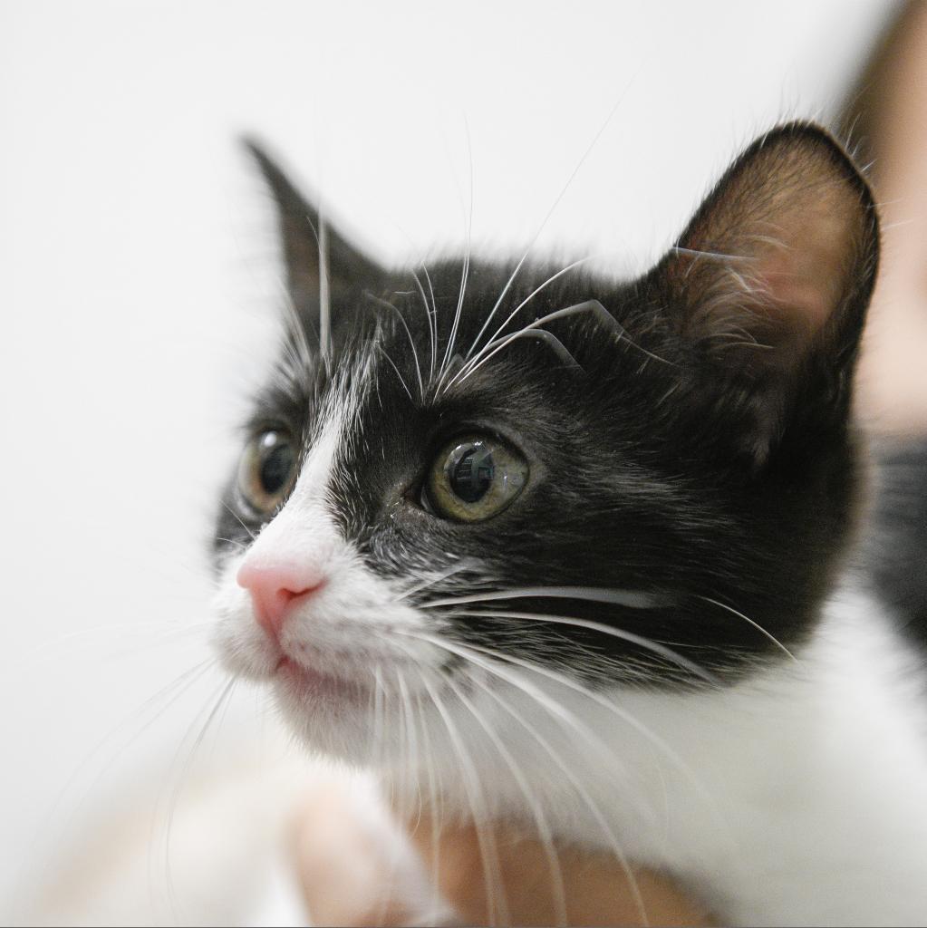 Enlarge Meowth, a Adoptable Domestic Short Hair in Redwood City, CA image 5/5