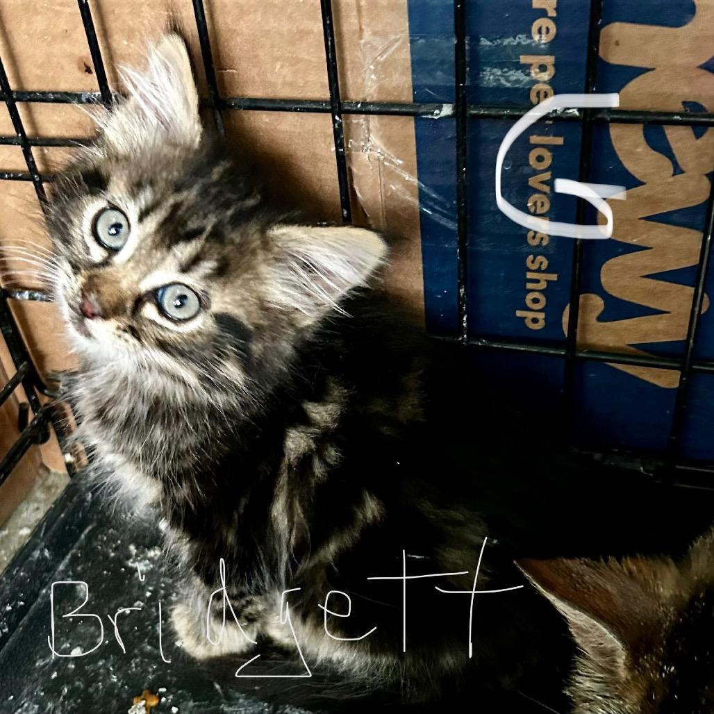 Nala - Bridgett, Adoptable, Kitten Female Domestic Long Hair.
