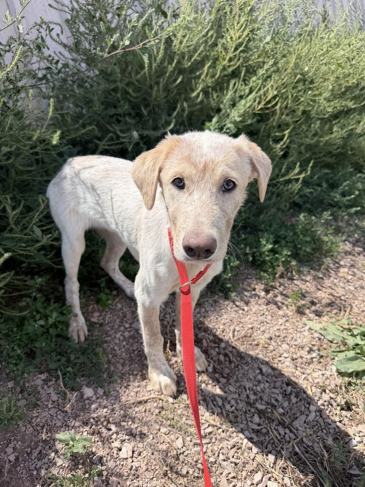 Enlarge Kiara, a Adoptable mixed breed in Rapid City, SD image 1/6