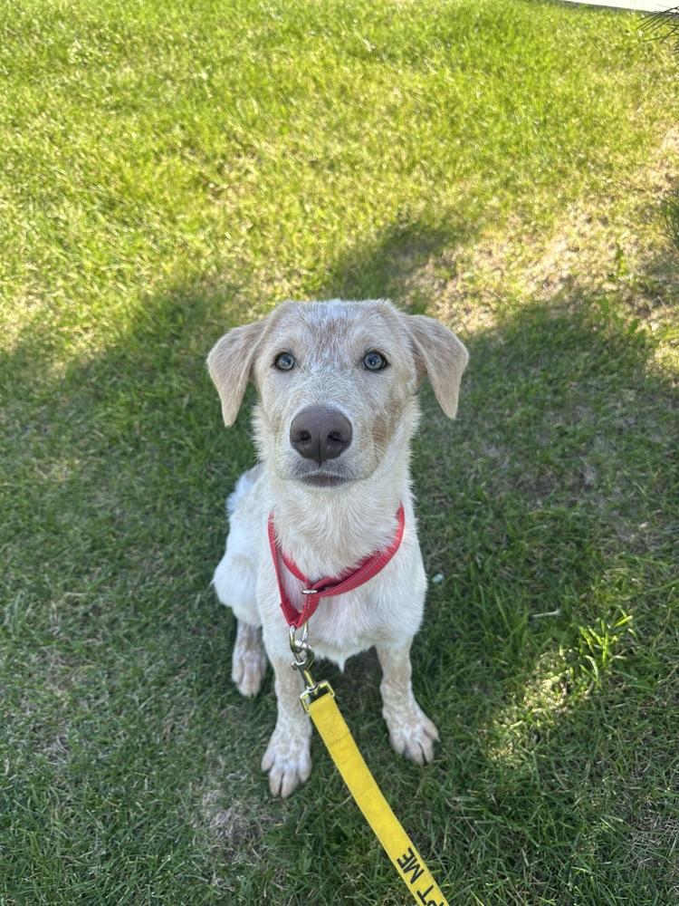 Enlarge Kiara, a Adoptable mixed breed in Rapid City, SD image 2/6