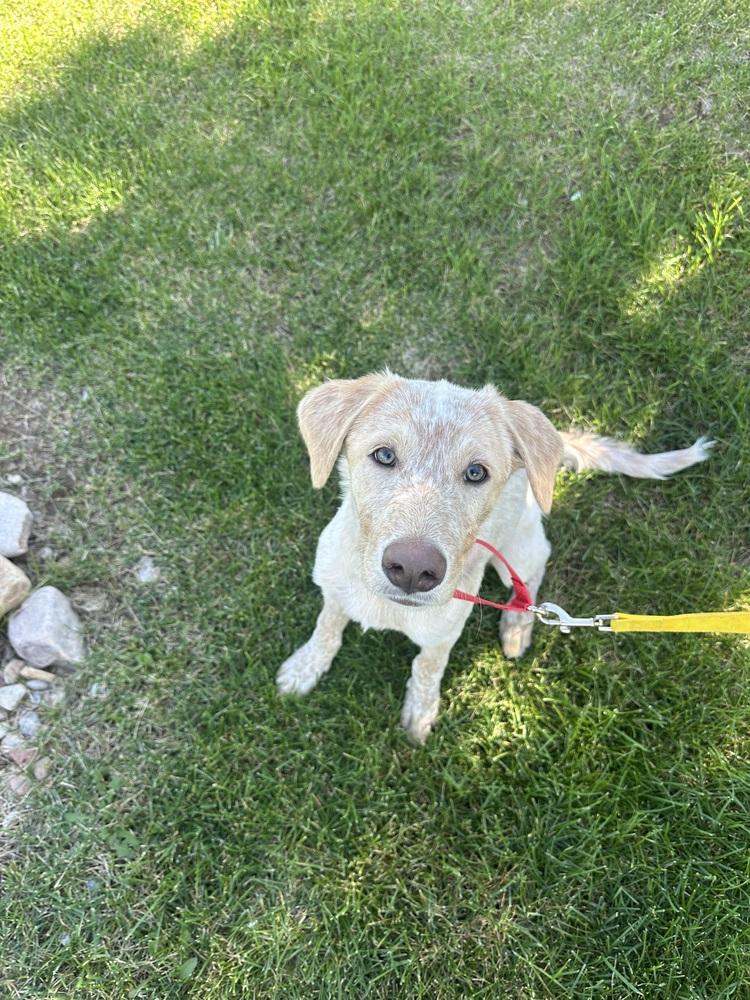 Enlarge Kiara, a Adoptable mixed breed in Rapid City, SD image 4/6