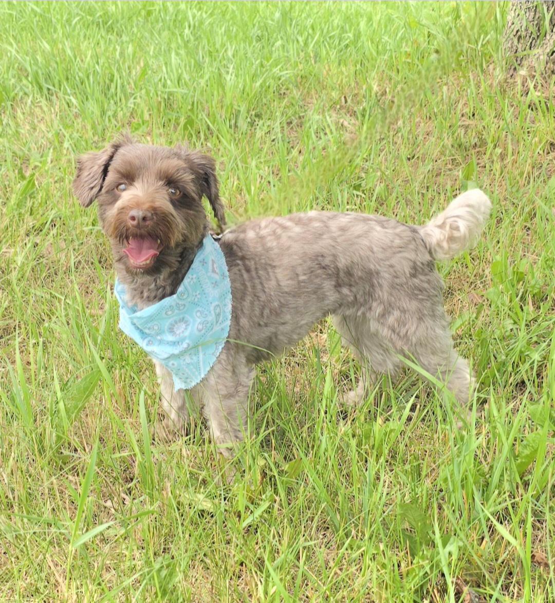 Charlie-Adopted, a ADOPTABLE mixed breed in Jamestown, ND image 4/6