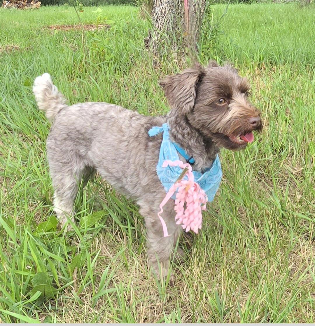 Charlie-Adopted, a ADOPTABLE mixed breed in Jamestown, ND image 6/6