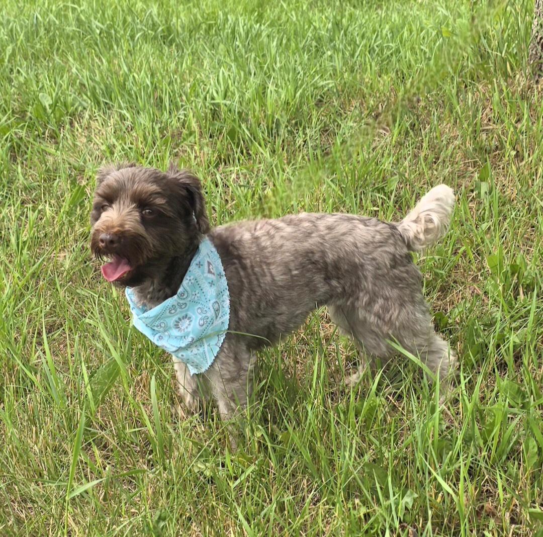 Charlie-Adopted, a ADOPTABLE mixed breed in Jamestown, ND image 3/6