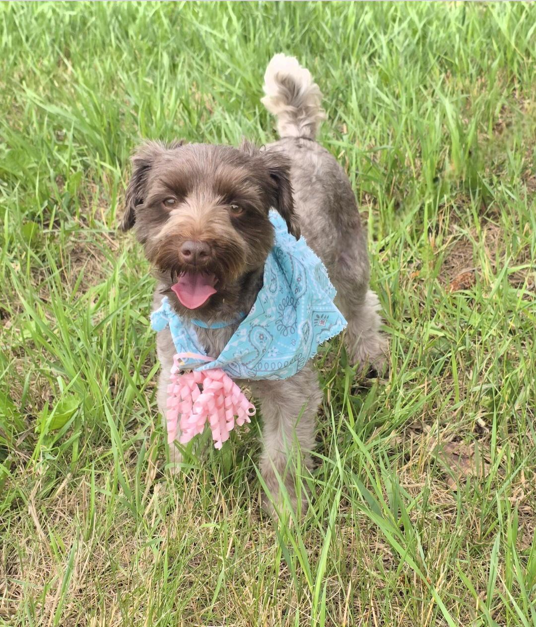 Charlie-Adopted, a ADOPTABLE mixed breed in Jamestown, ND image 2/6