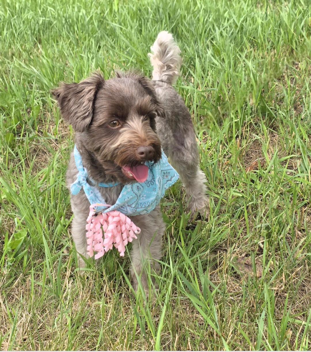 Charlie-Adopted, a ADOPTABLE mixed breed in Jamestown, ND image 5/6