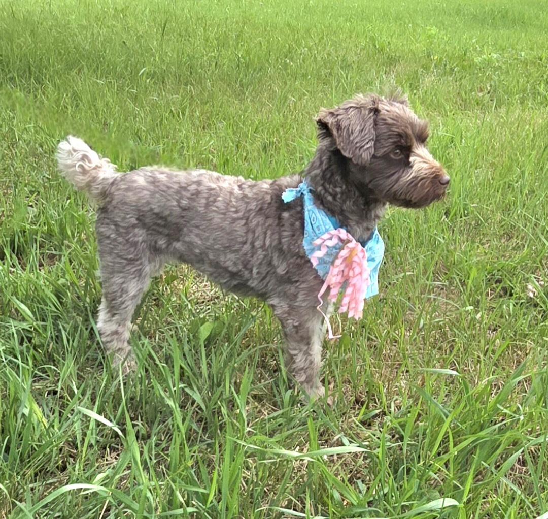 Charlie-Adopted, ADOPTABLE, Adult Female Miniature Schnauzer & Yorkshire Terrier.