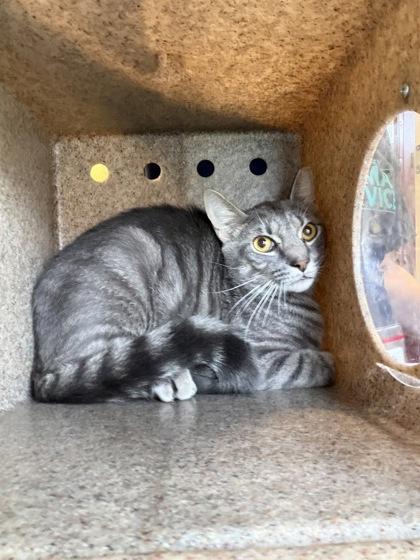 Enlarge Erik (working cat), a Adoptable mixed breed in Fairfax, VA image 1/1