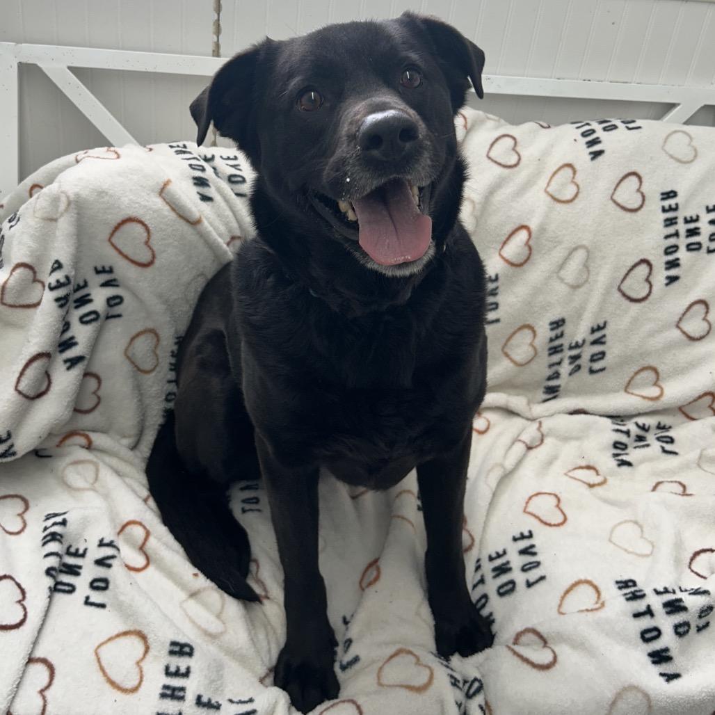 Dirk, Adoptable, Adult Male Labrador Retriever.