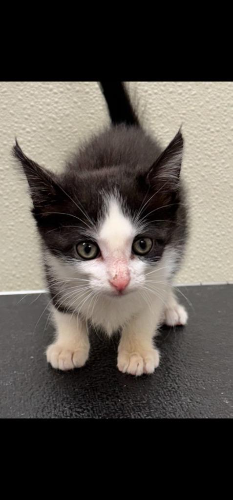 Enlarge Ember, a Adoptable mixed breed in Great Bend, KS image 1/3