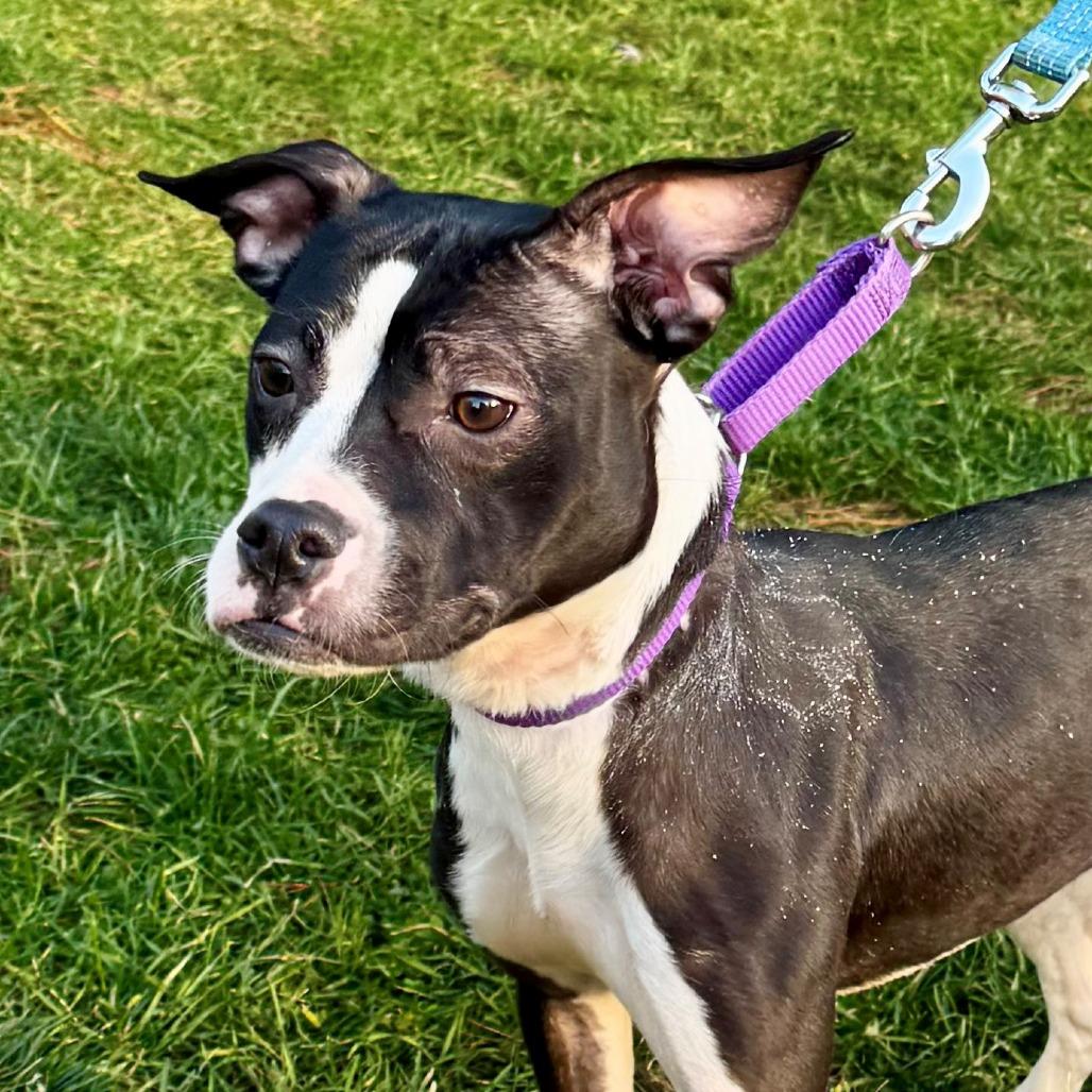 Enlarge Button, a Adoptable Mixed Breed in Allentown, PA image 2/3