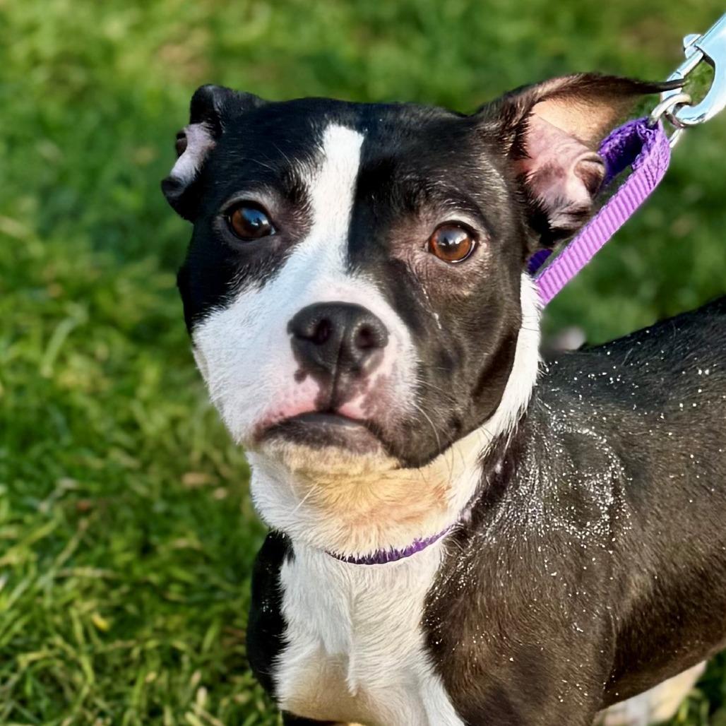 Enlarge Button, a Adoptable Mixed Breed in Allentown, PA image 3/3