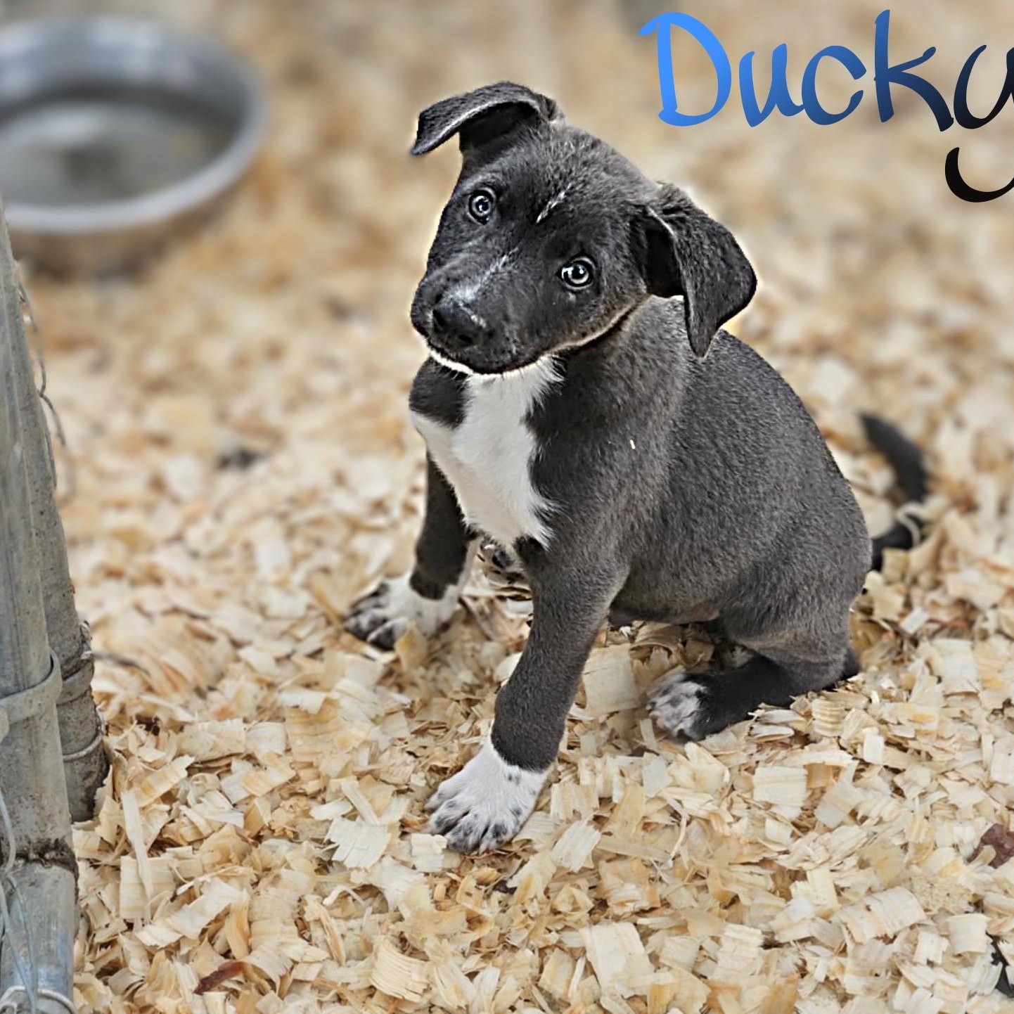 Ducky, Baby Male German Shepherd Dog