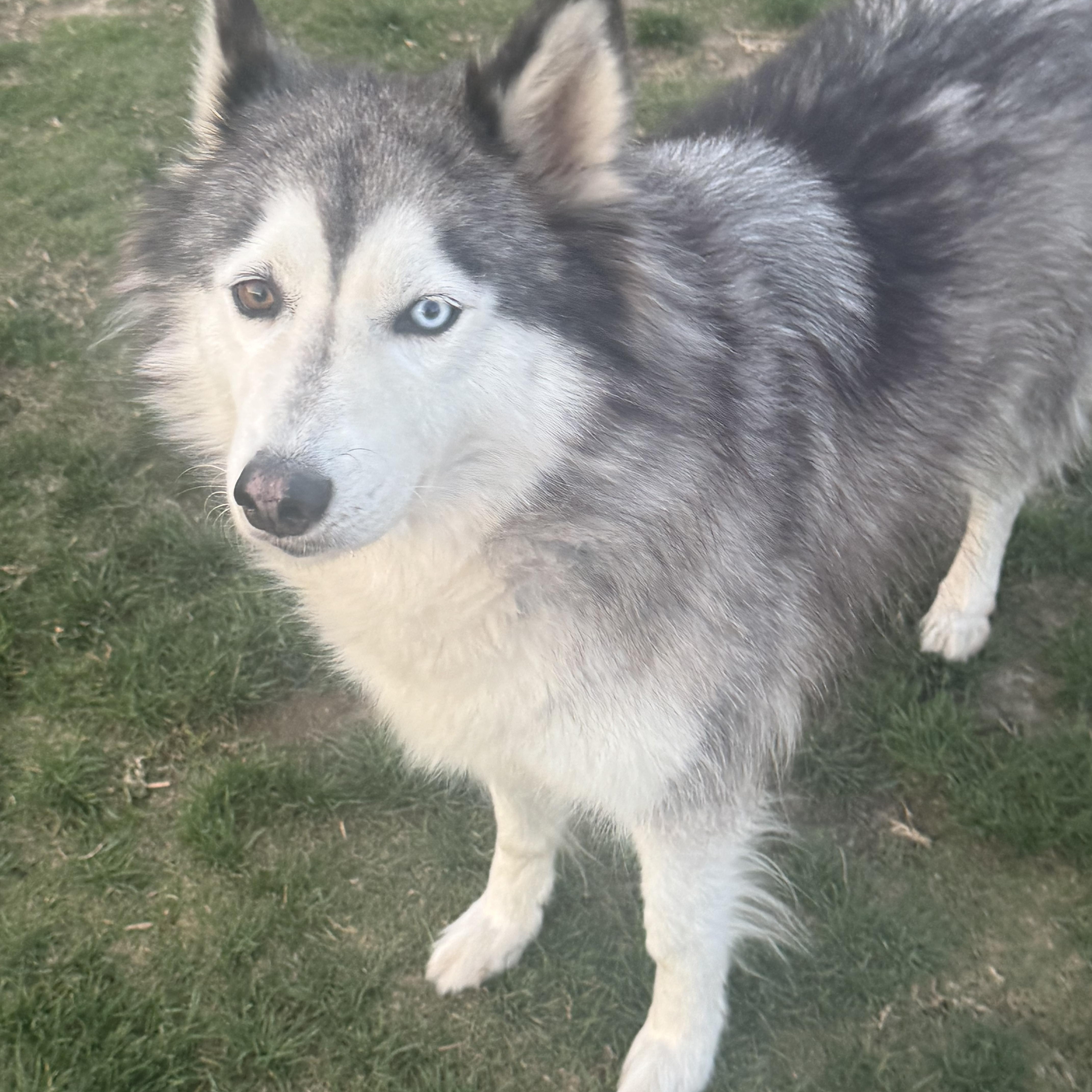 Enlarge Sasha and Kita, a ADOPTABLE Siberian Husky in Menifee, CA image 1/6
