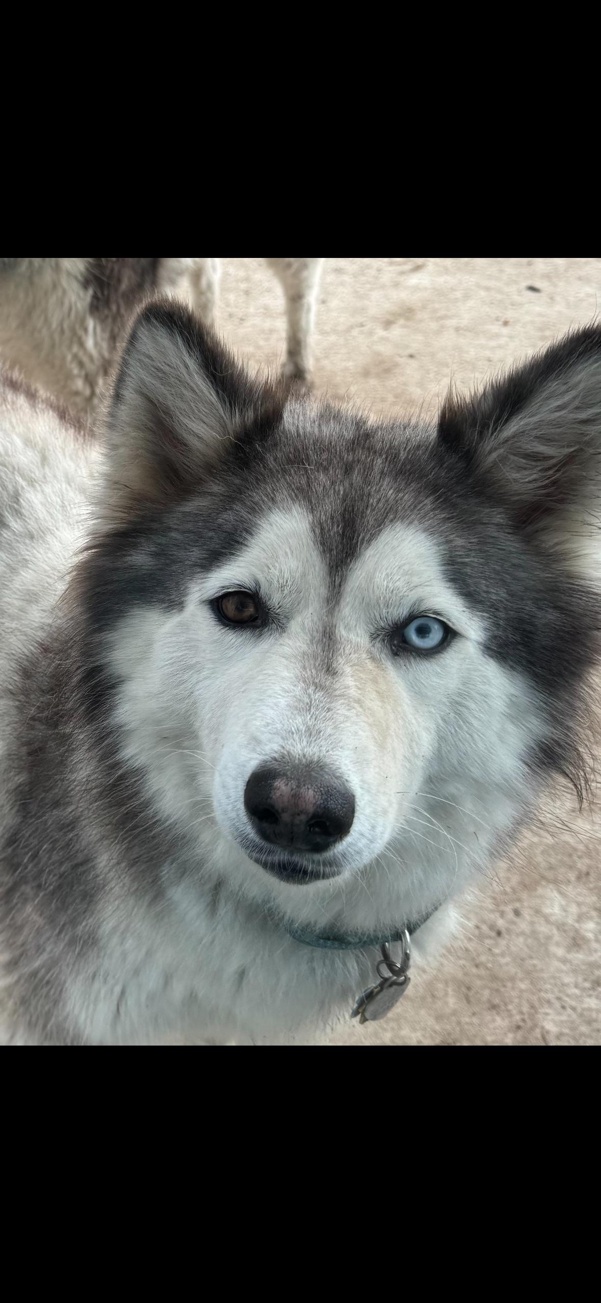 Enlarge Sasha and Kita, a ADOPTABLE Siberian Husky in Menifee, CA image 2/6