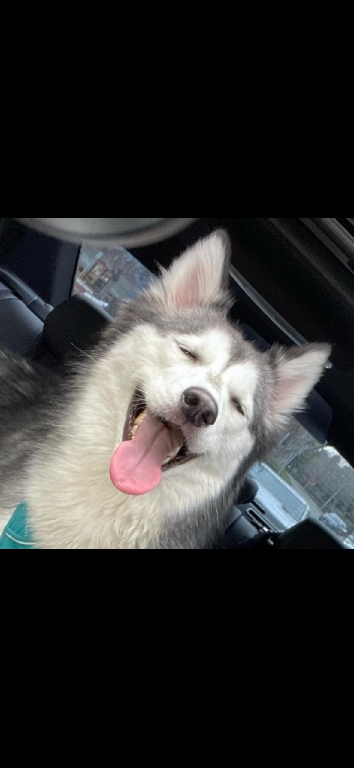 Enlarge Sasha and Kita, a ADOPTABLE Siberian Husky in Menifee, CA image 3/6