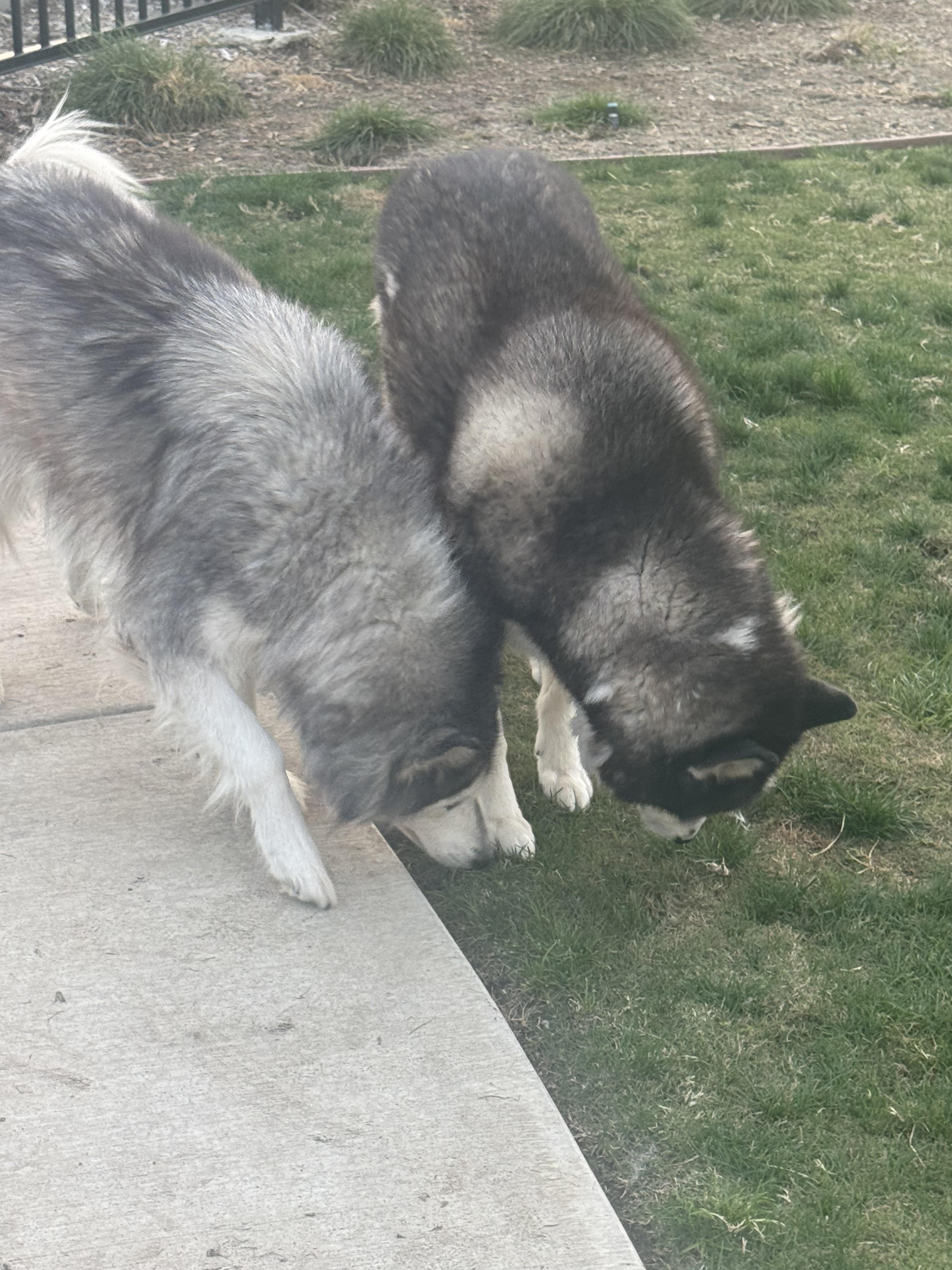 Enlarge Sasha and Kita, a ADOPTABLE Siberian Husky in Menifee, CA image 5/6