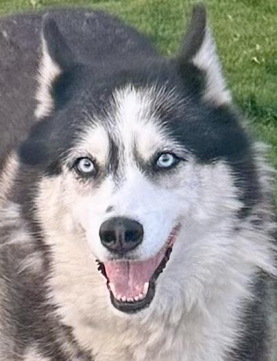 Enlarge Sasha and Kita, a ADOPTABLE Siberian Husky in Menifee, CA image 4/6