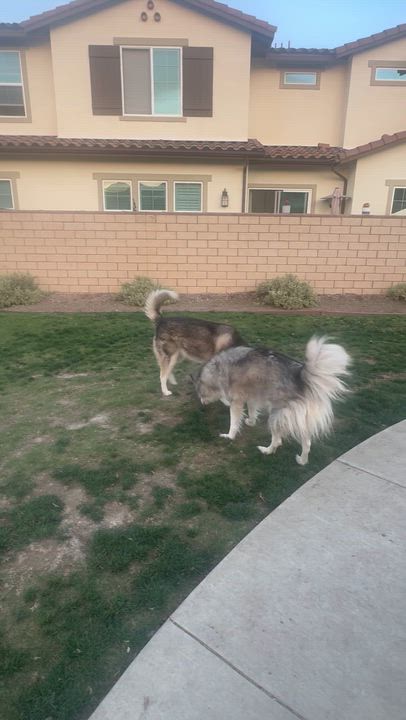 Enlarge Sasha and Kita, a ADOPTABLE Siberian Husky in Menifee, CA video 6/6