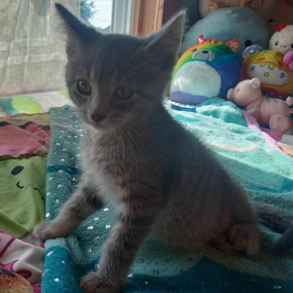 Enlarge Hopper/Hash Brown, a Adoptable Domestic Short Hair in Green Forest, AR image 1/1