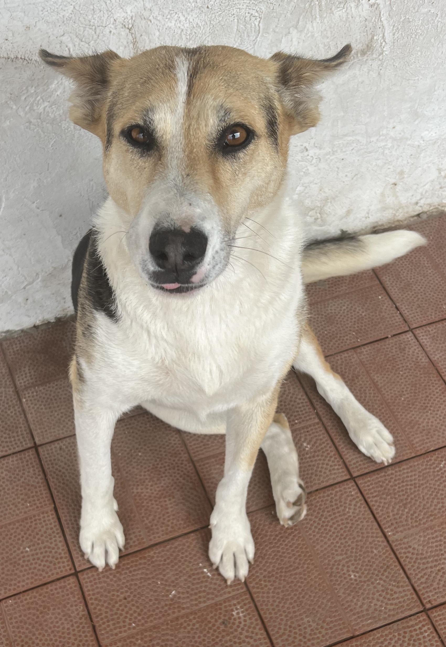 Iris, ADOPTABLE, Adult Female Norwegian Lundehund & Rat Terrier.