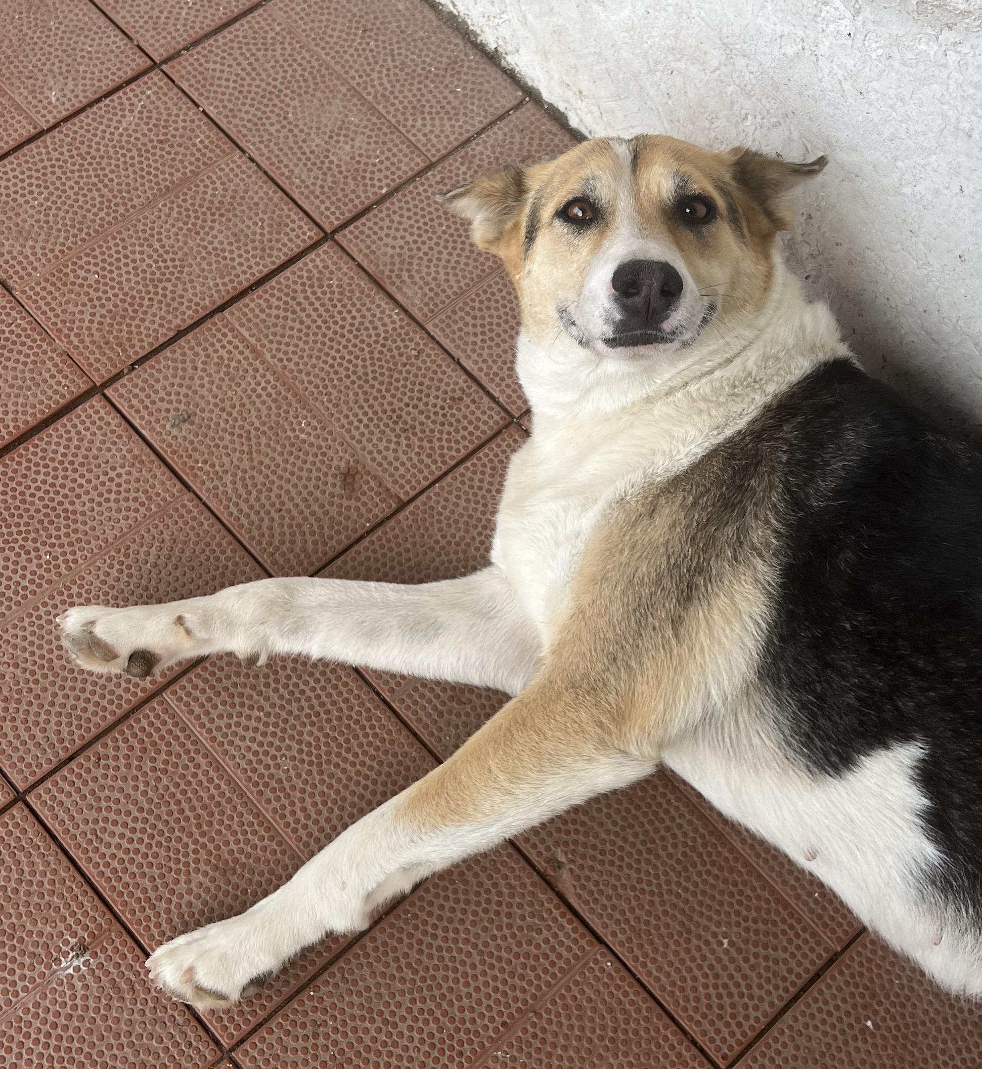 Enlarge Iris, a ADOPTABLE mixed breed in Encinitas, CA image 2/5