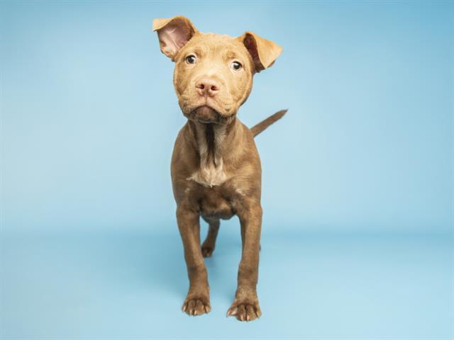 KIWI, Adoptable, Puppy Female Pit Bull Terrier & Mixed Breed.